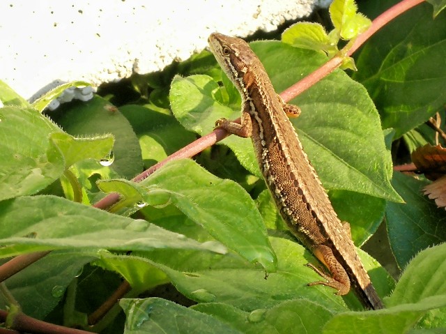 f:id:ichapy:20180709091357j:image