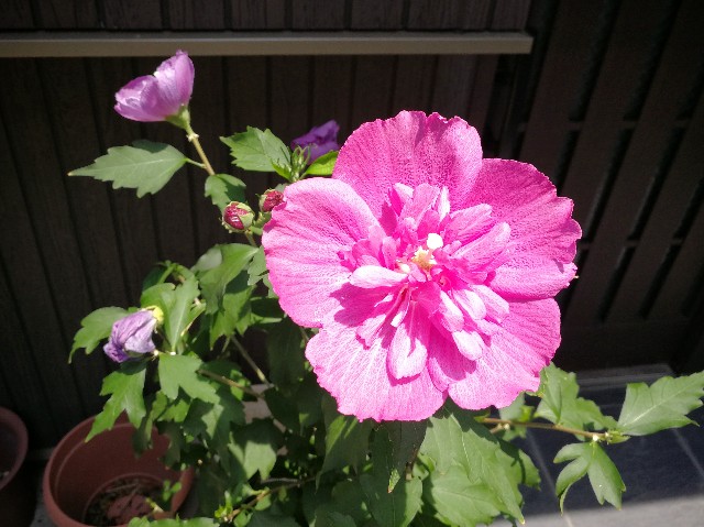 f:id:ichapy:20180718082857j:image