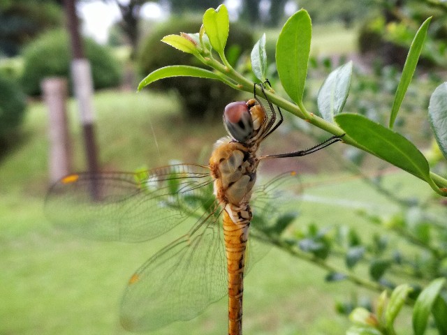 f:id:ichapy:20180822072052j:image f:id:ichapy:20180822072052j:image