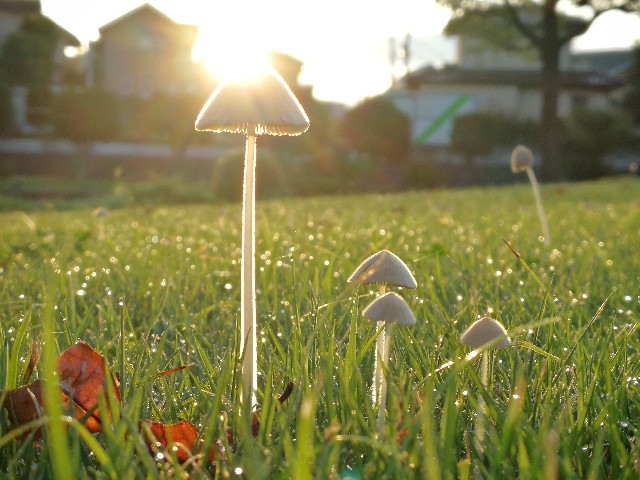 f:id:ichapy:20180906065904j:image