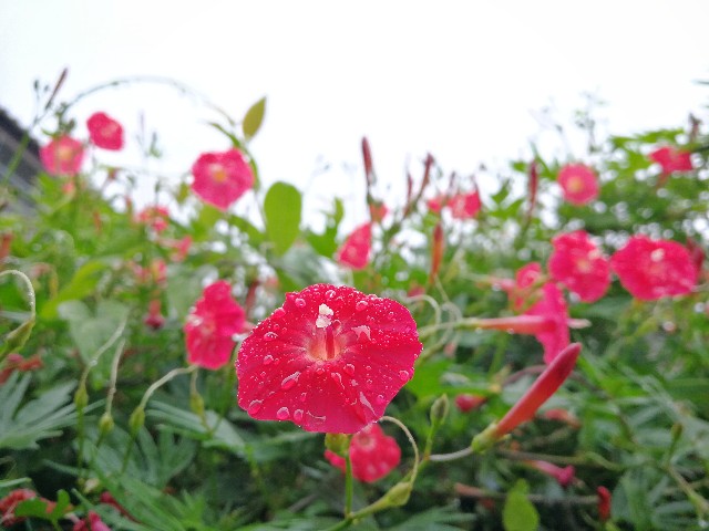 f:id:ichapy:20180925055346j:image f:id:ichapy:20180925055346j:image