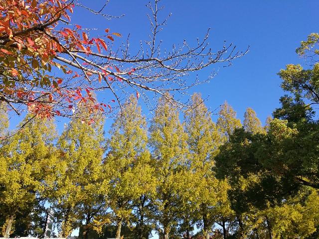 f:id:ichapy:20181116213654j:image