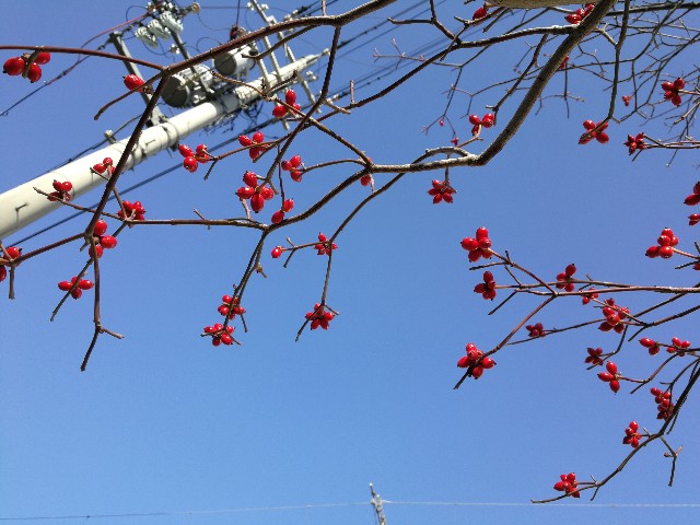 f:id:ichapy:20181214074131j:image