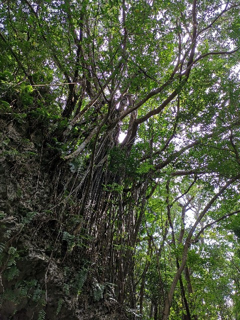 f:id:ichapy:20190126080614j:image