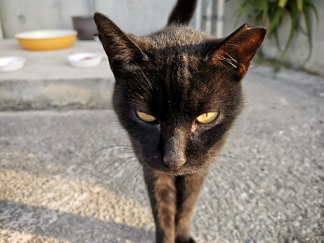 f:id:ichapy:20190128071024j:image