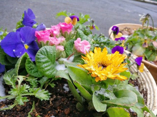 f:id:ichapy:20190212000928j:image