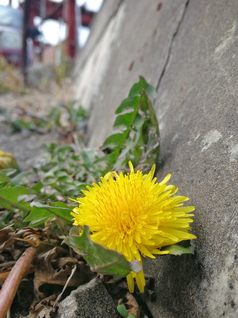 f:id:ichapy:20190228214148j:image