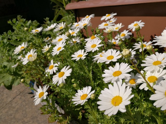 f:id:ichapy:20190320142340j:image f:id:ichapy:20190320142340j:image