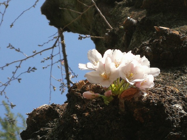 f:id:ichapy:20190325235015j:image f:id:ichapy:20190325235015j:image