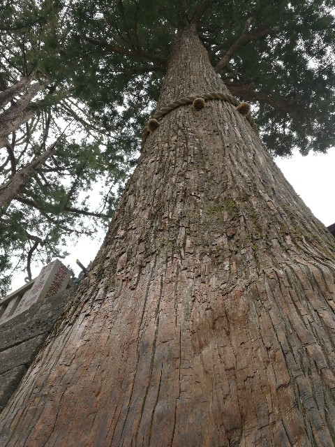 f:id:ichapy:20190401114315j:image