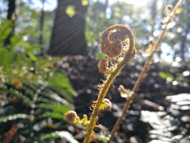 f:id:ichapy:20190416062430j:image