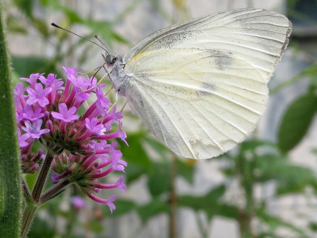 f:id:ichapy:20190616020049j:image