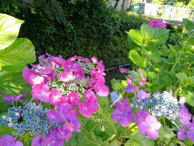 f:id:ichapy:20190617130330j:image