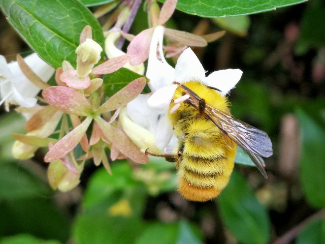 f:id:ichapy:20190624051434j:image