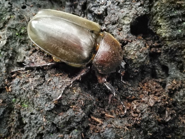 f:id:ichapy:20190625195135j:image f:id:ichapy:20190625195135j:image