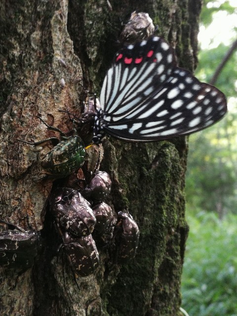 f:id:ichapy:20190731235654j:image