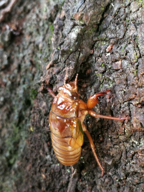 f:id:ichapy:20190731235656j:image