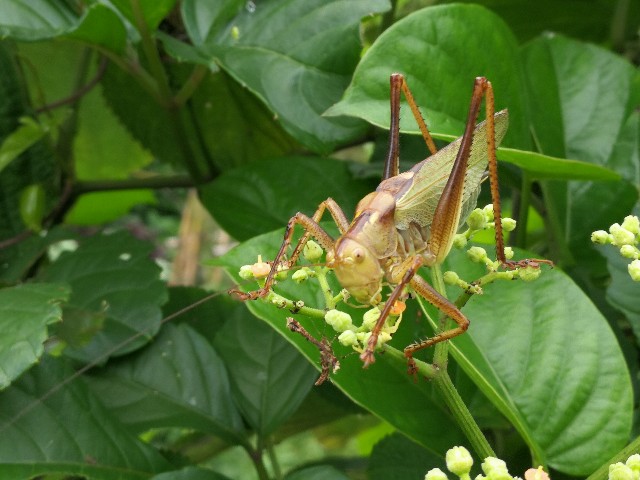 f:id:ichapy:20190731235857j:image