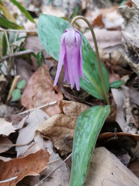 f:id:ichapy:20220328114057j:image