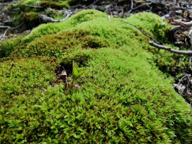 f:id:ichapy:20220402142243j:image