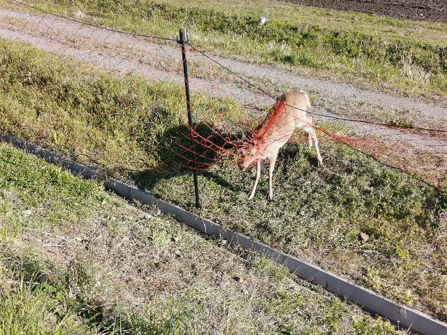 f:id:ichapy:20220404113001j:image