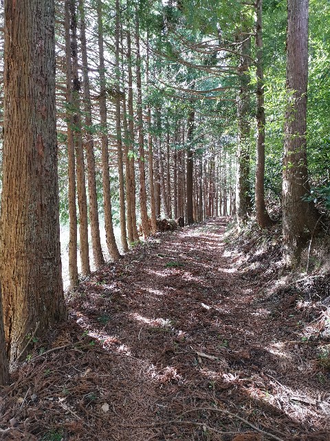 f:id:ichapy:20220404113649j:image