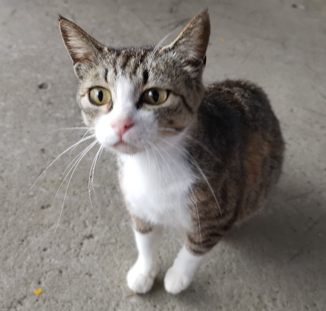 f:id:ichapy:20220404114416j:image