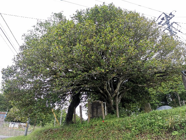 f:id:ichapy:20220410142631j:image