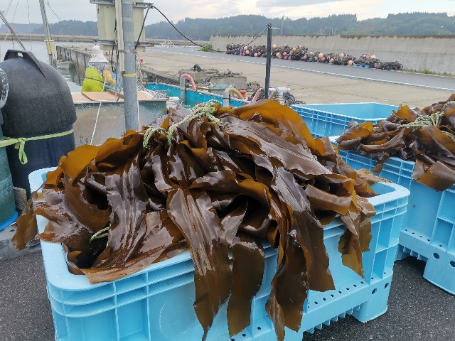 f:id:ichapy:20220410144142j:image