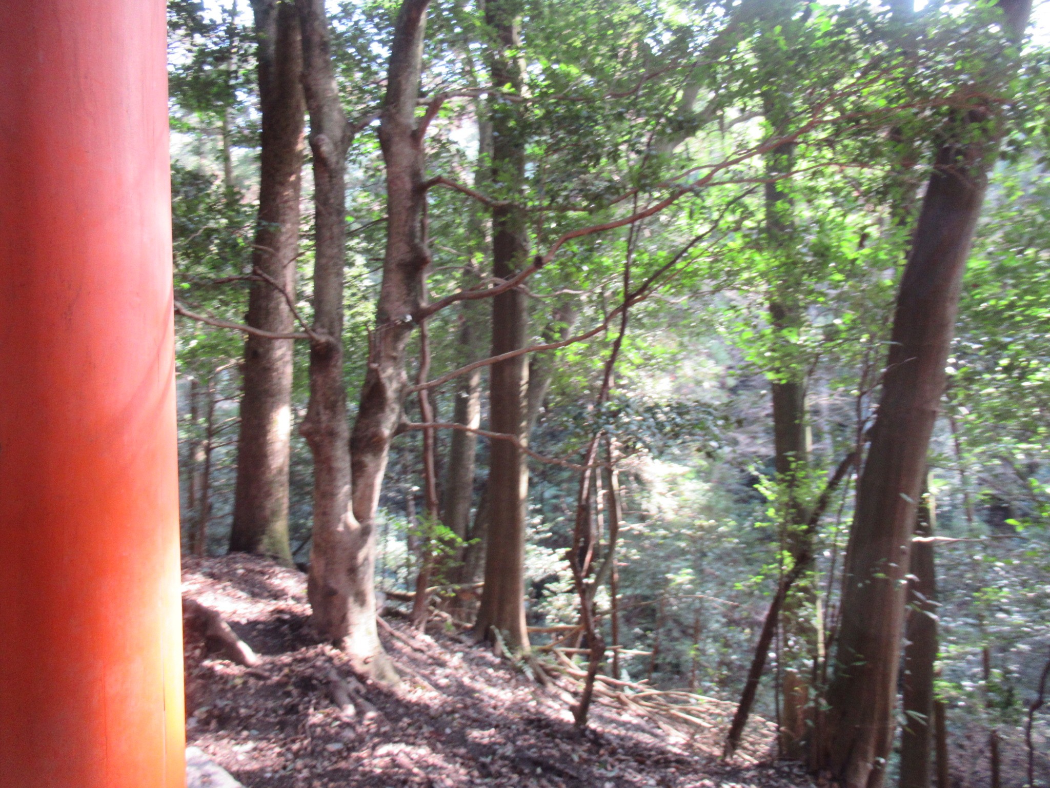f:id:ichi-hama:20240309084455j:image f:id:ichi-hama:20240309084455j:image