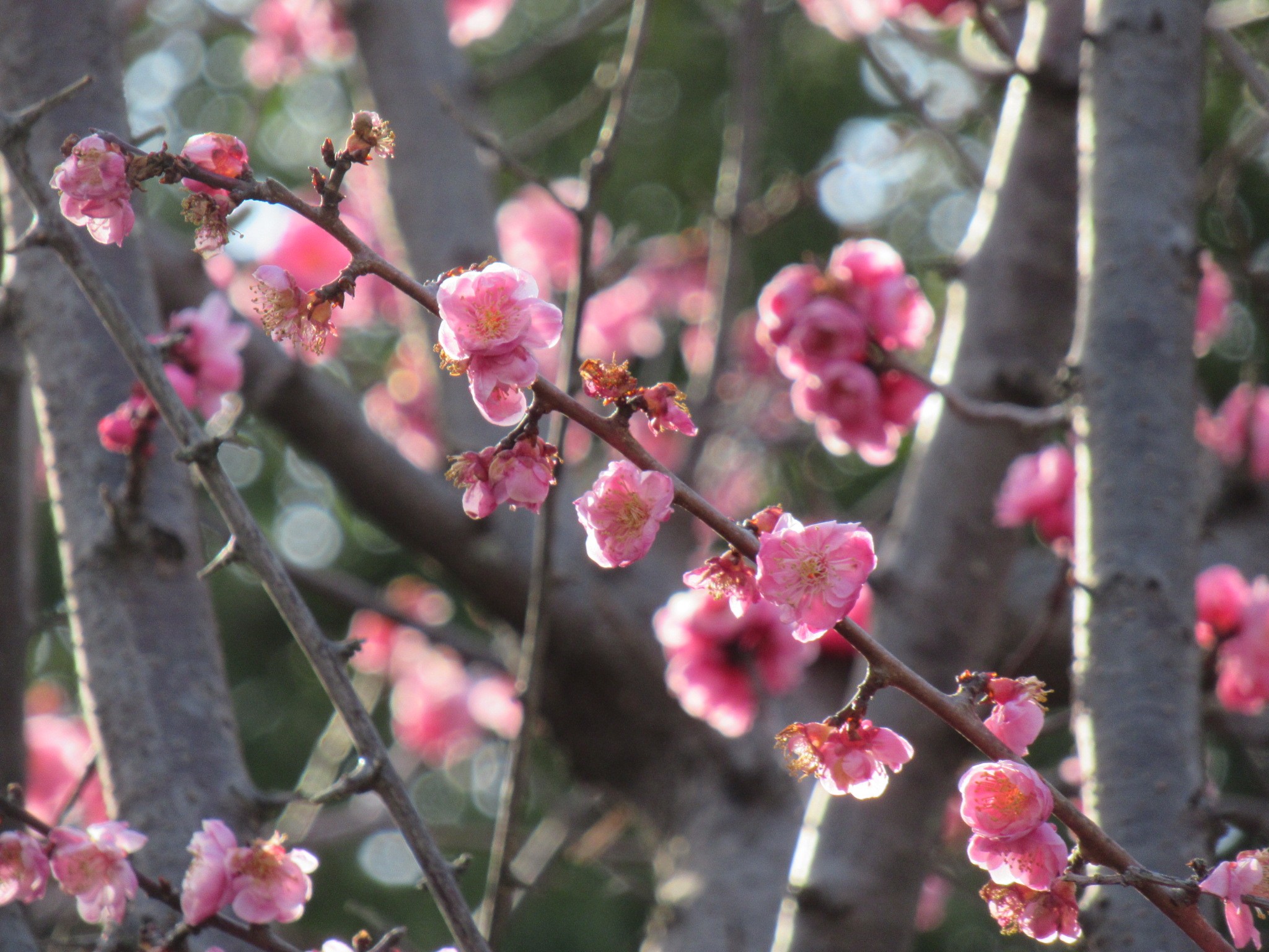 f:id:ichi-hama:20240309085931j:image f:id:ichi-hama:20240309085931j:image