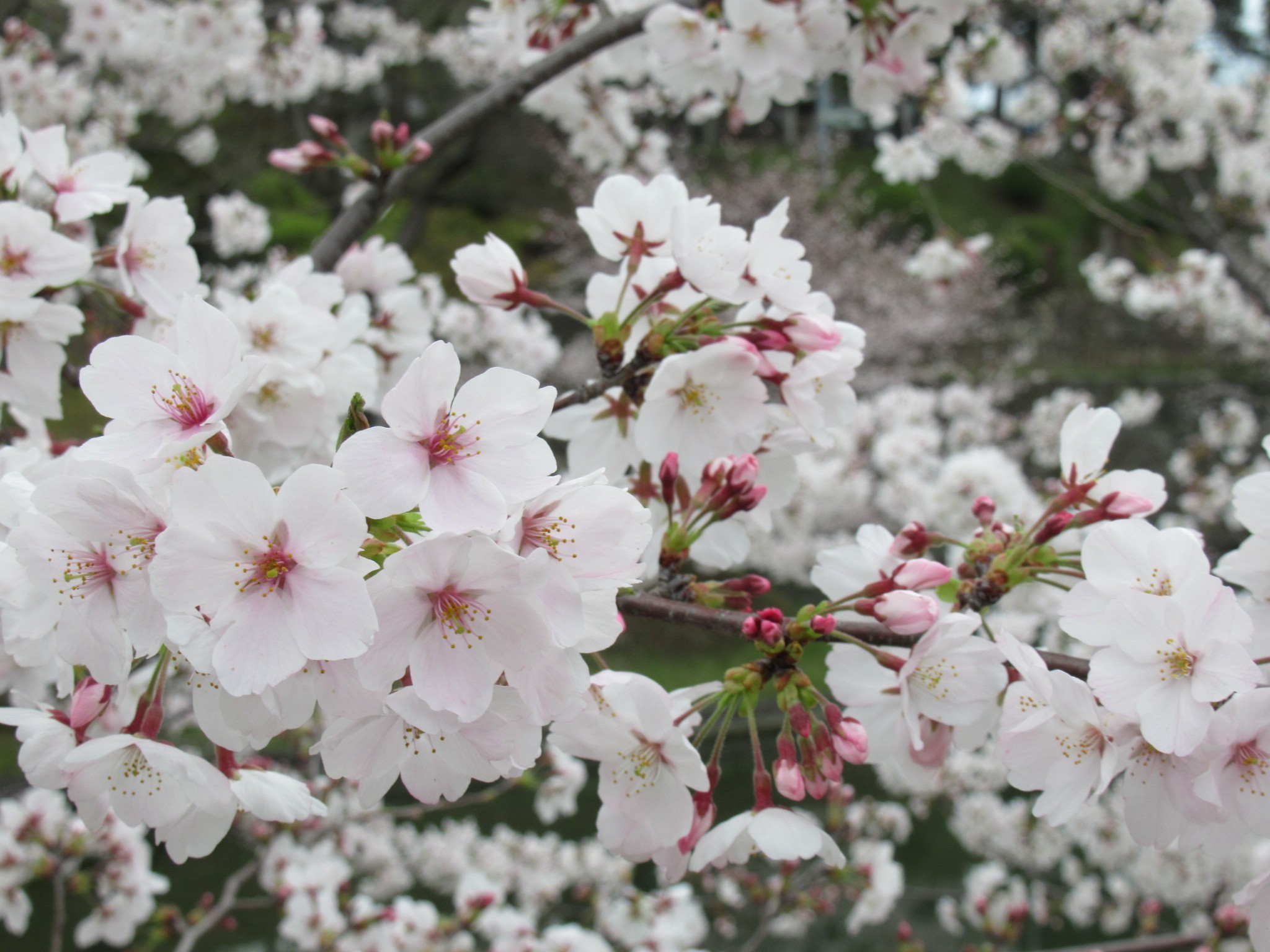 f:id:ichi-hama:20240428183505j:image f:id:ichi-hama:20240428183505j:image