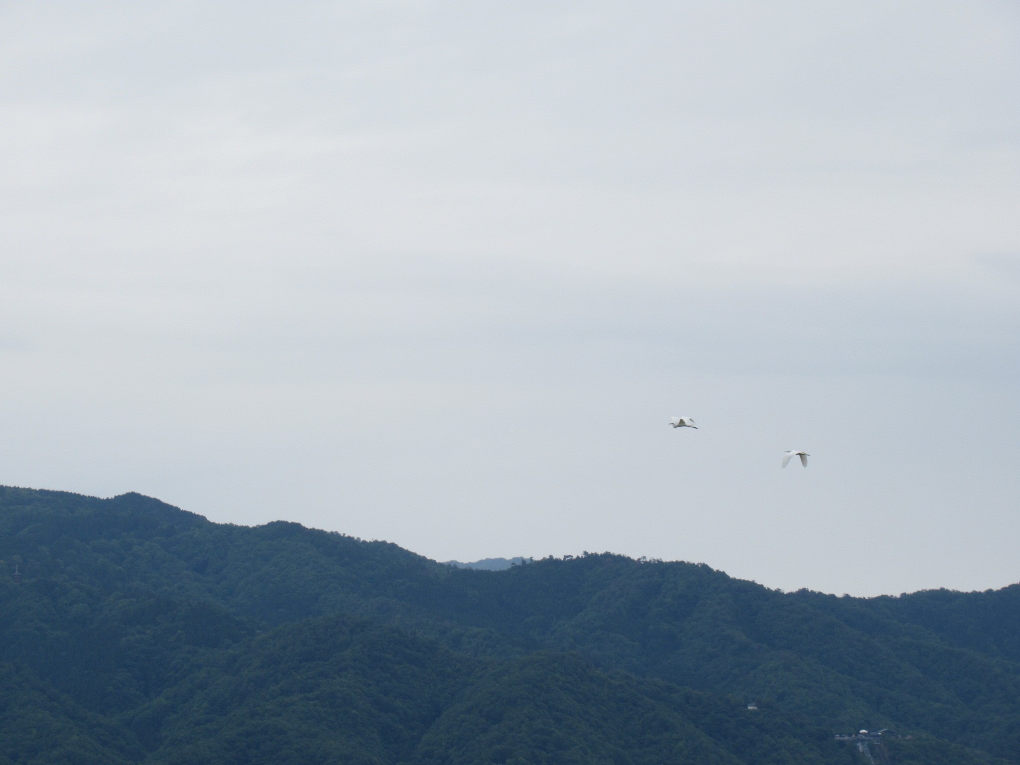 f:id:ichi-hama:20240601082414j:image f:id:ichi-hama:20240601082414j:image