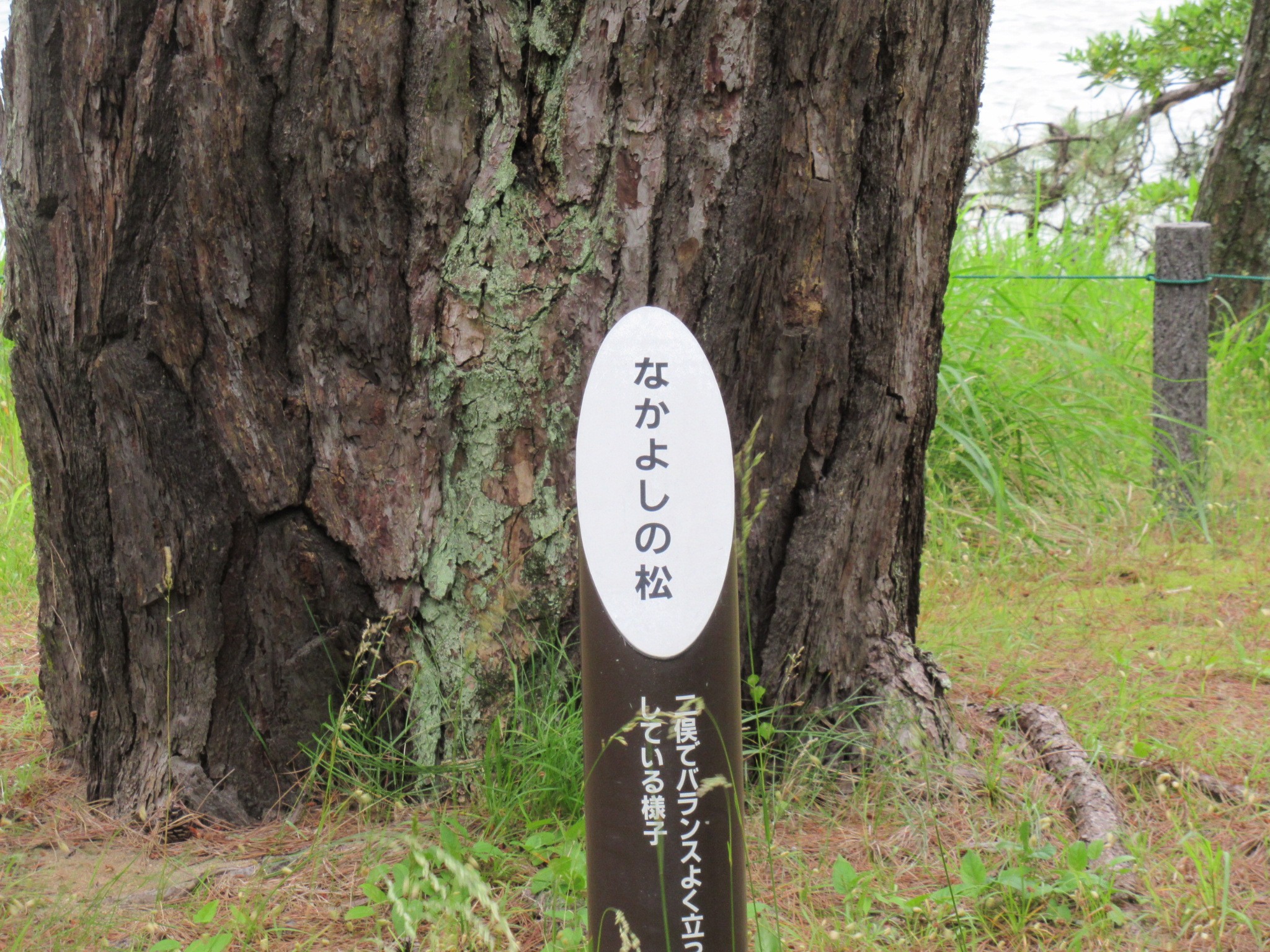 f:id:ichi-hama:20240601082917j:image f:id:ichi-hama:20240601082917j:image