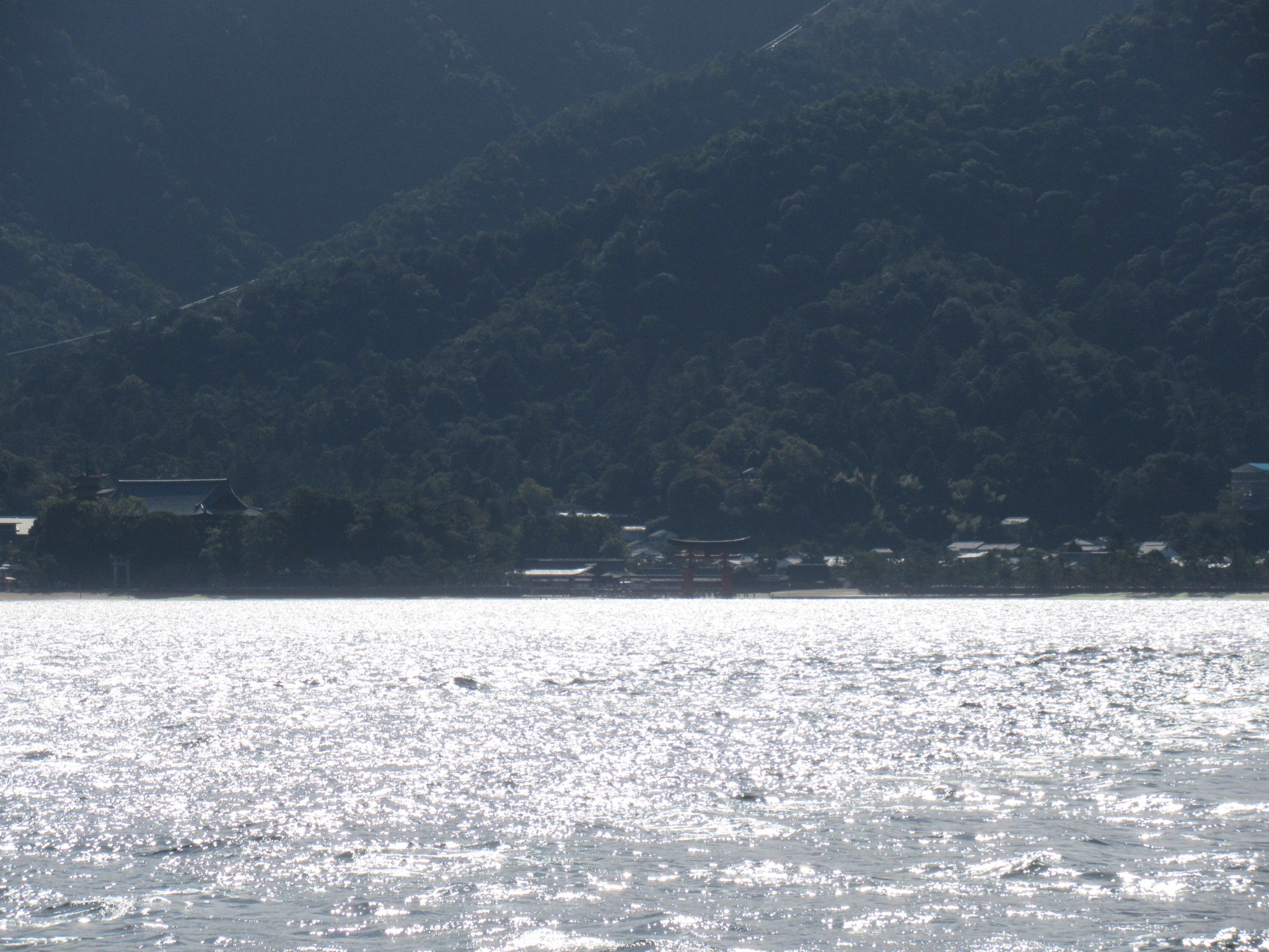 f:id:ichi-hama:20241113214159j:image f:id:ichi-hama:20241113214159j:image