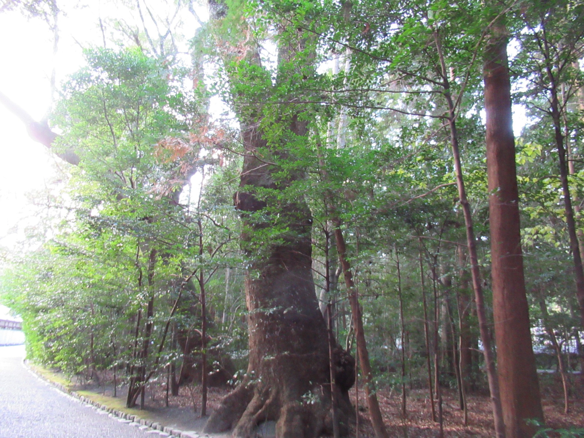f:id:ichi-hama:20250118085527j:image f:id:ichi-hama:20250118085527j:image