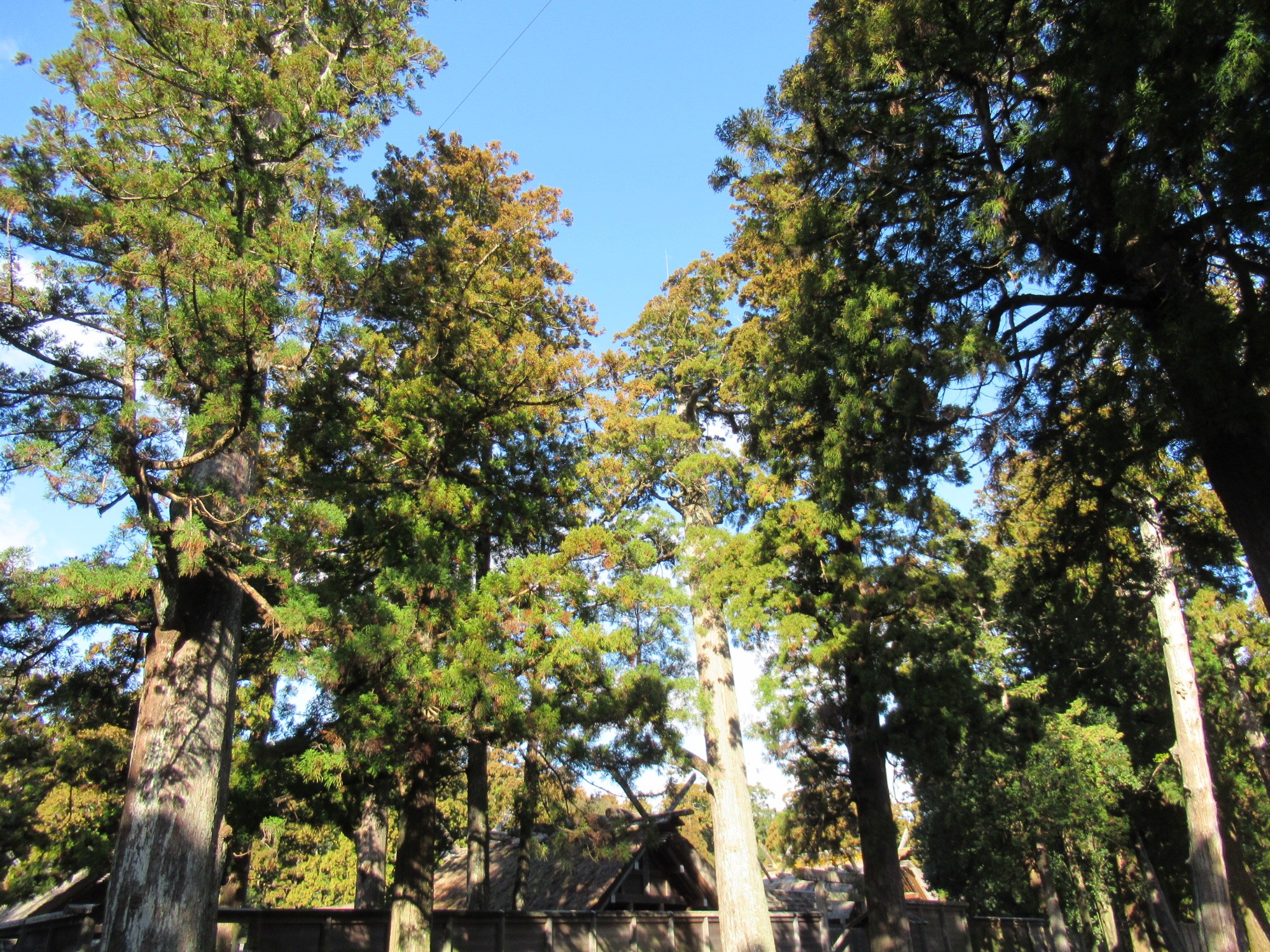 f:id:ichi-hama:20250118085646j:image f:id:ichi-hama:20250118085646j:image