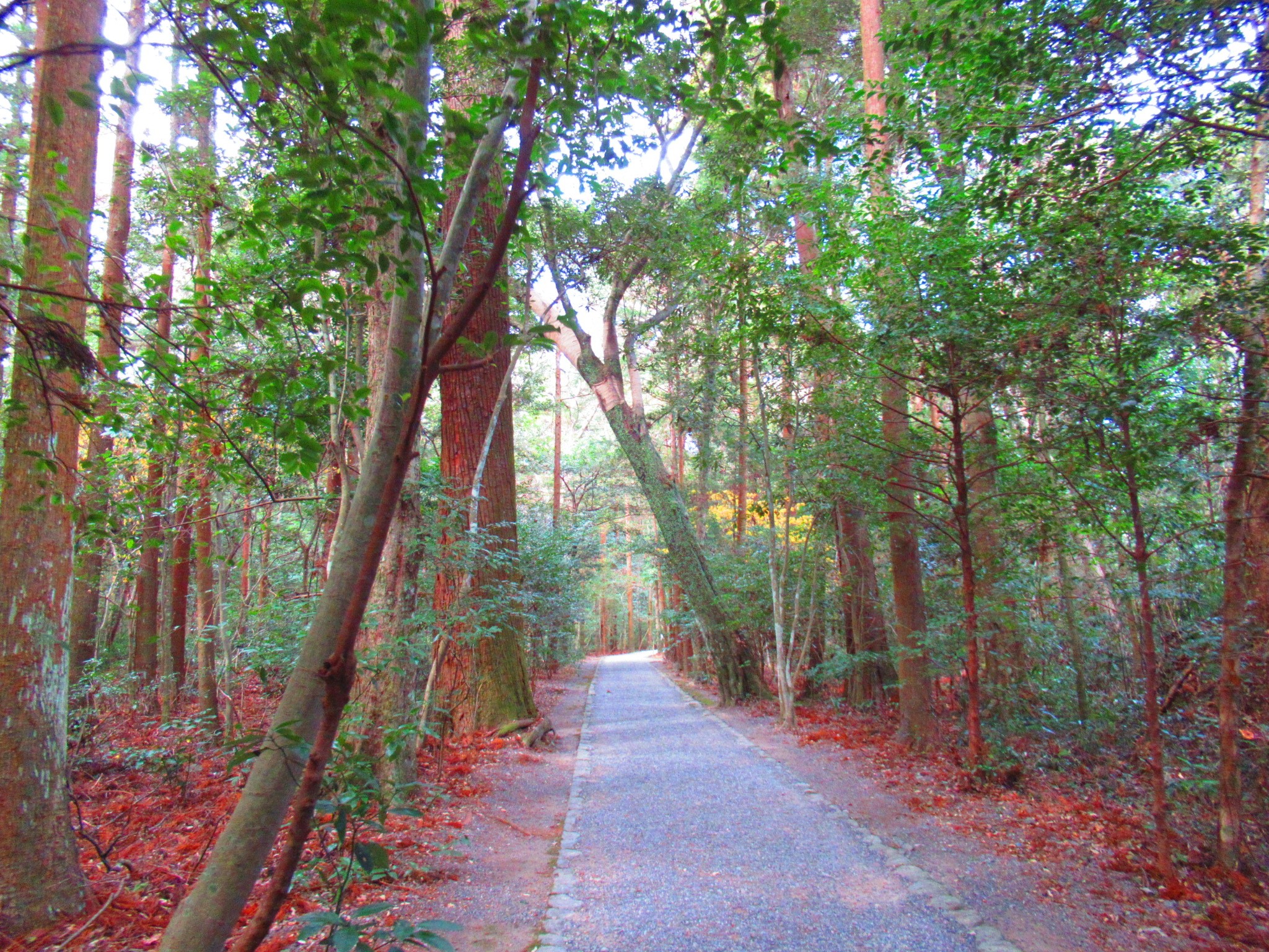 f:id:ichi-hama:20250118085859j:image f:id:ichi-hama:20250118085859j:image