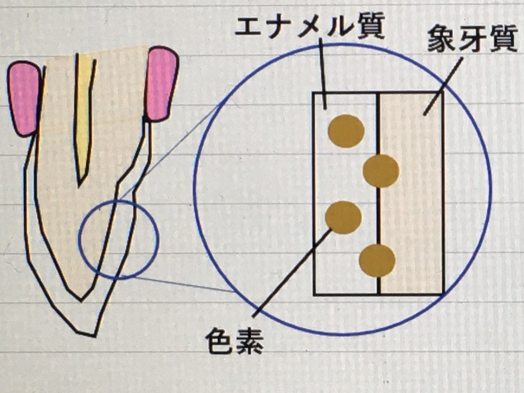 f:id:ichi19mikata:20190217195031j:plain