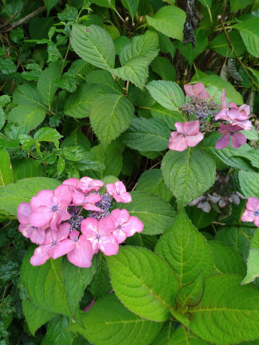 f:id:ichi23cih:20200619152155j:plain f:id:ichi23cih:20200619152155j:plain
