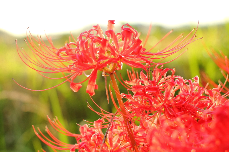 f:id:ichi23super:20170319202337j:plain f:id:ichi23super:20170319202337j:plain