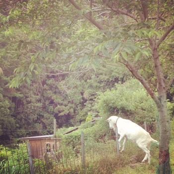 f:id:ichi375:20120622101511j:image f:id:ichi375:20120622101511j:image