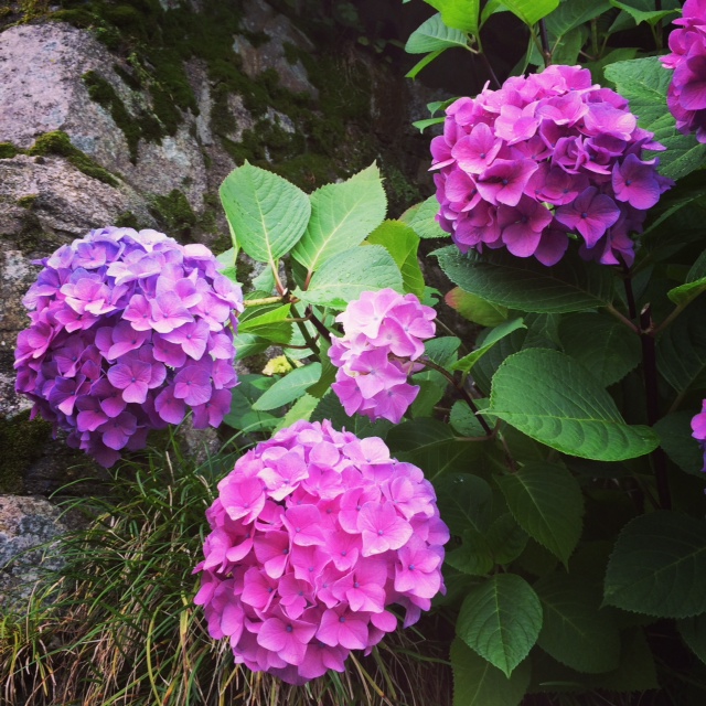 f:id:ichi375:20150619184554j:image