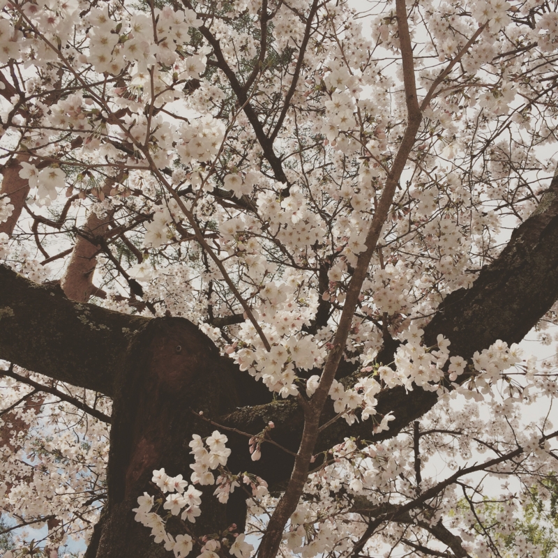 f:id:ichi375:20160402141322j:image
