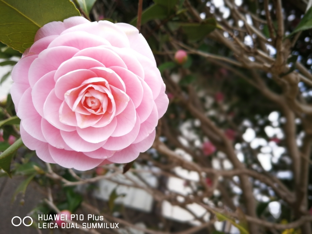 最近撮ったお花の写真をあげるだけの巻 ボクの背中には羽根がある 最近撮ったお花の写真をあげるだけの巻 ボクの背中には羽根がある