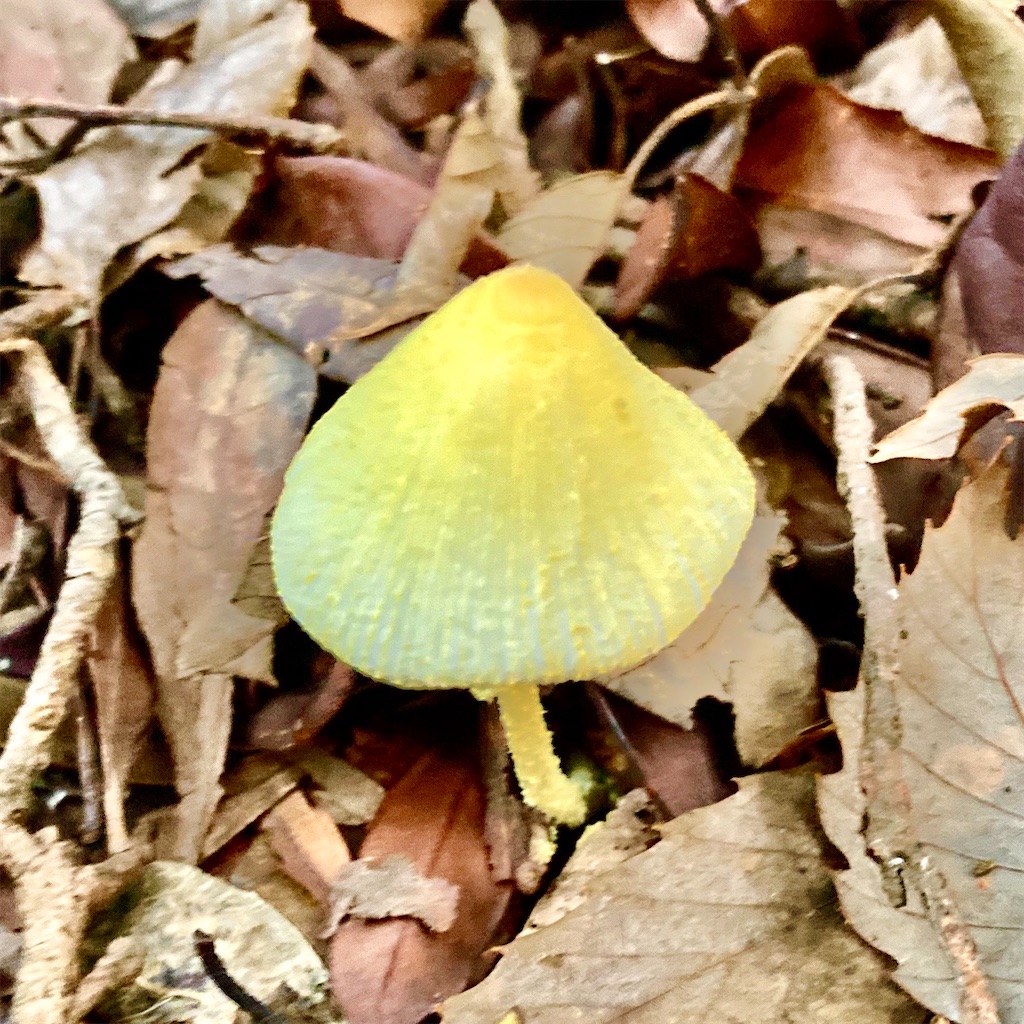 f:id:ichieda:20200920112650j:image