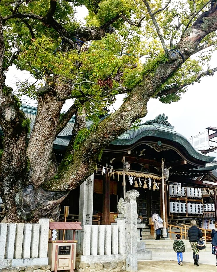 f:id:ichigo-ichie411211:20190328064054j:plain f:id:ichigo-ichie411211:20190328064054j:plain