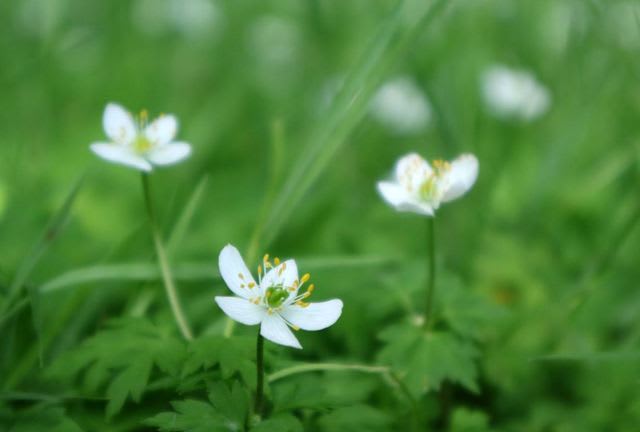 ニリンソウ(ガショウソウ)