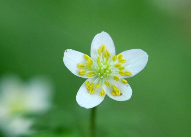 ニリンソウ(ガショウソウ)