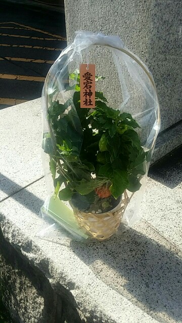 f:id:ichigo2015:20160623173428j:image f:id:ichigo2015:20160623173428j:image